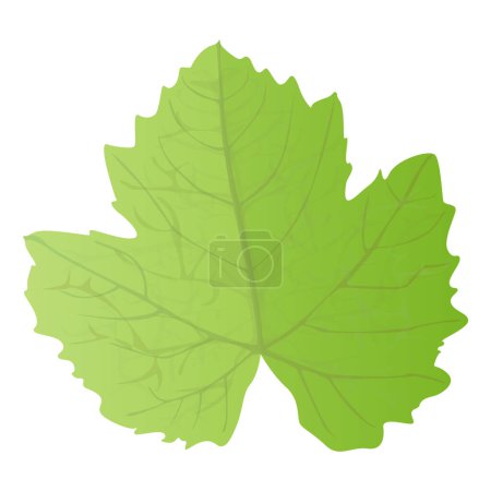 Photo for Grapes Leaf in realistic style. Autumn leaf. Colorful illustration isolated on white background. - Royalty Free Image