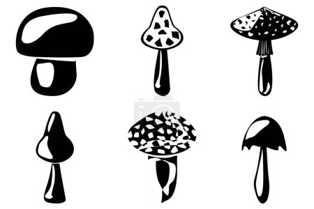 Photo for SET of mushrooms outline. Edible Organic mushrooms. Truffle. Forest wild mushrooms types. Illustration isolated on white background. - Royalty Free Image