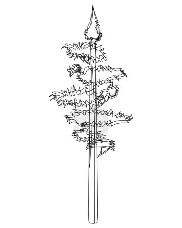 Illustration for Tall Pine tree in lineart. Evergreen forest coniferous spruce tree. Vector illustration on a white background. - Royalty Free Image