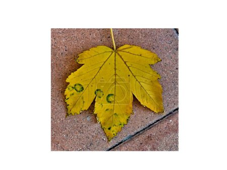 Téléchargez les photos : Gros plan d'une belle feuille d'automne d'un platane, jaune avec de petits halos verts, sur un trottoir rose, dans la ville d'Aubenas, Ardche, France, en automne. - en image libre de droit