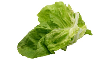 Photo for Green lettuce leaf isolated on white. Fresh and juicy lettuce photo. - Royalty Free Image
