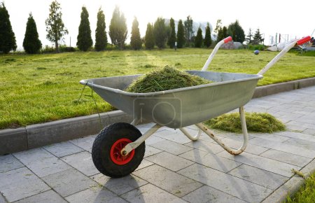 Photo for A wheelbarrow full of grass used to transport the grass. Wheelbarrow in the garden. Gardening. - Royalty Free Image