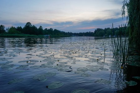 Photo for Wonderful sunset over the lake full of lilypads with reflection of the sky in the water. - Royalty Free Image