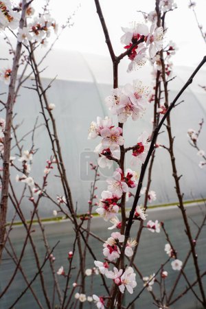 Cherry tree blossom in spring. White flowers on the tree.