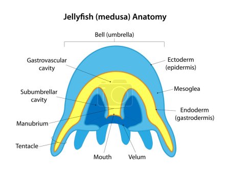 Jellyfish (medusa) anatomy. Medusa is the typical form of the jellyfish.