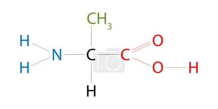 Téléchargez les photos : La structure d'Alanine. L'alanine est un acide aminé qui a une chaîne latérale du groupe méthyle. - en image libre de droit