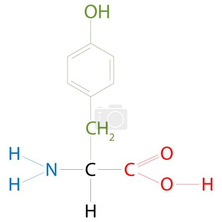 Téléchargez les photos : La structure de la tyrosine. C'est un acide aminé non essentiel avec un groupe latéral polaire. - en image libre de droit