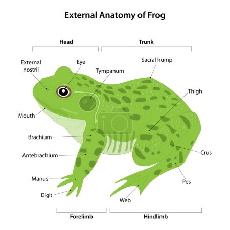 Téléchargez les photos : Anatomie externe de Frog - en image libre de droit
