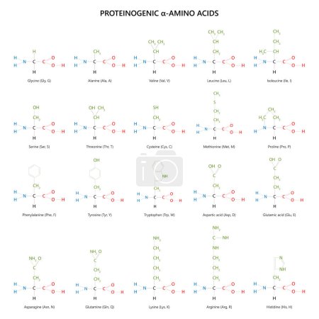 Foto de 20 aminoácidos proteinogénicos. Fórmulas estructurales. - Imagen libre de derechos