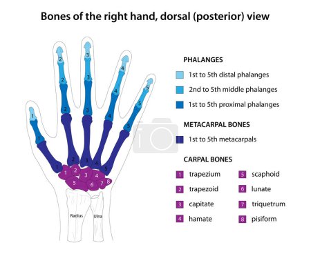 Foto de Huesos de la mano derecha, vista dorsal (posterior) - Imagen libre de derechos