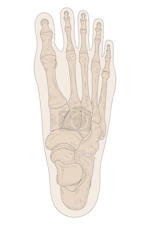 Photo for Bones of the right foot, dorsal (posterior) view - Royalty Free Image