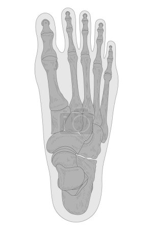 Photo for Bones of the right foot, dorsal (posterior) view - Royalty Free Image