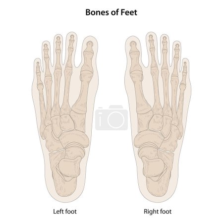 Téléchargez les photos : Os des pieds, vue dorsale (postérieure) - en image libre de droit
