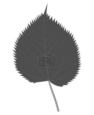 Foto de Leaf of Linden (Basswood, Tilia). Black and White. - Imagen libre de derechos