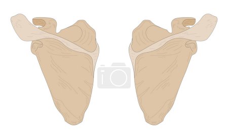 Téléchargez les photos : Left Scapula and Right Scapula. Posterior (dorsal) view. - en image libre de droit