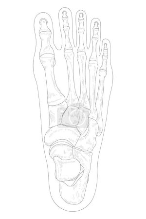 Téléchargez les photos : Bones of the right foot, dorsal (posterior) view. Black and white illustration. - en image libre de droit