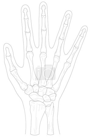 Téléchargez les photos : Bones of the right hand, dorsal (posterior) view. Black and white illustration. - en image libre de droit