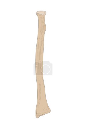 Photo for The Radius of the Right Forearm. Anterior (ventral) view. - Royalty Free Image