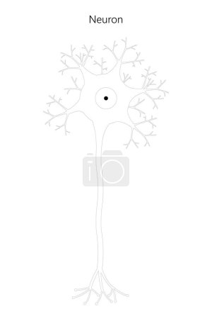 Foto de Neuron. Neuronal structure. Black and white illustration. - Imagen libre de derechos