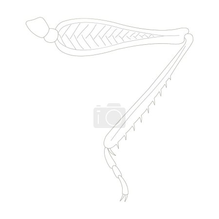 Photo for Grasshopper hind leg. Saltatorial (jumping) leg. Black and white illustration. - Royalty Free Image