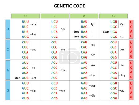 Foto de La tabla del código genético. El conjunto completo de relaciones entre codones y aminoácidos. - Imagen libre de derechos