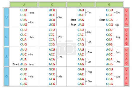 Photo for The genetic code table. The full set of relationships between codons and amino acids. - Royalty Free Image