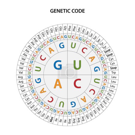Photo for The Genetic code chart. The full set of relationships between codons and amino acids. - Royalty Free Image