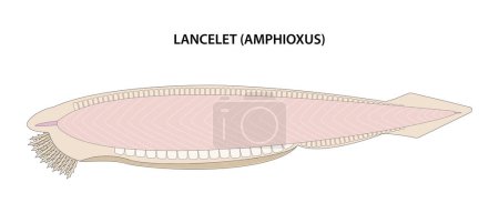 Photo for Lancelet or Amphioxus (Branchiostoma). The lancelet is a small, translucent, fish-like animal. - Royalty Free Image