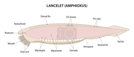 Photo for Lancelet or Amphioxus (Branchiostoma). The lancelet is a small, translucent, fish-like animal. - Royalty Free Image