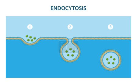 Photo for Endocytosis is the process in which substances are brought into the cell. - Royalty Free Image