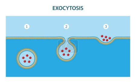 Foto de La exocitosis es el proceso por el cual se eliminan sustancias de la célula. - Imagen libre de derechos