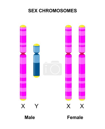 Photo for Human sex chromosomes (X and Y). Males have one X and one Y chromosome, females have two X chromosomes. - Royalty Free Image