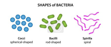Téléchargez les photos : Les trois formes de base des bactéries - en image libre de droit