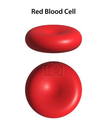 Photo for Red blood cell (RBC) or Erythrocyte - Royalty Free Image