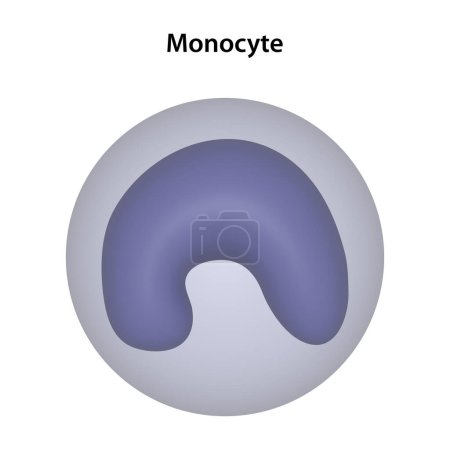 Foto de Un monocito es un tipo de glóbulo blanco (leucocitos).) - Imagen libre de derechos