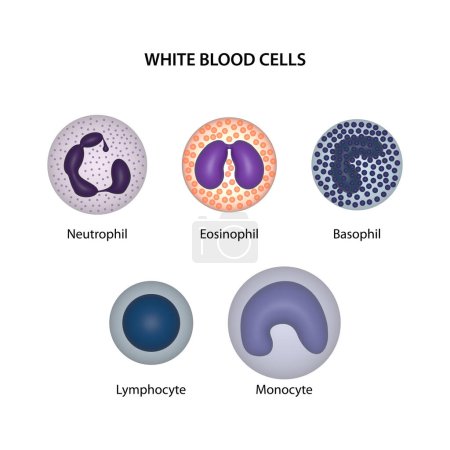 Photo for White blood cells (WBCs) or leukocytes: neutrophil, eosinophil, basophil, lymphocyte, and monocyte. - Royalty Free Image