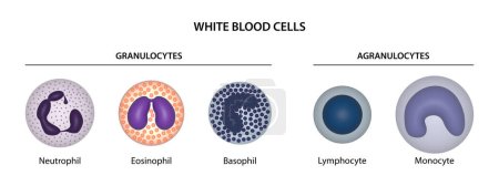 White blood cells (WBCs) or leukocytes: granulocytes (neutrophil, eosinophil, basophil) and agranulocytes (lymphocyte, monocyte).