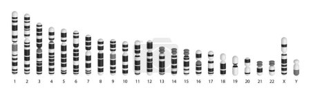 Photo for Human chromosomes ideogram. Black and white. - Royalty Free Image