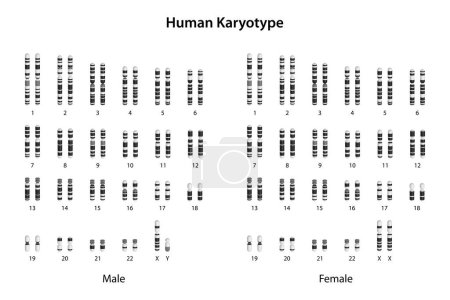 Téléchargez les photos : Caryotype humain (mâle et femelle)) - en image libre de droit