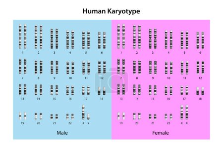 Menschlicher Karyotyp (männlich und weiblich))