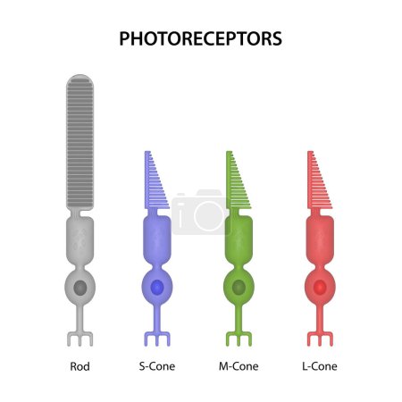 Foto de Los fotorreceptores son las células de la retina que responden a la luz - Imagen libre de derechos