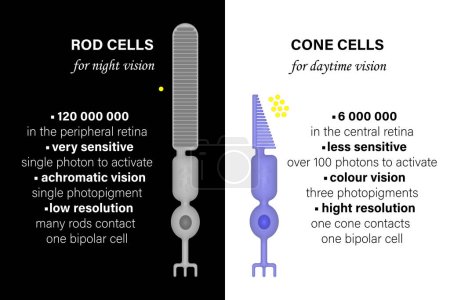 Foto de Fotorreceptores. Comparación de Rod Cells y Células Cono. (gris - varilla, azul - cono, amarillo - fotones) - Imagen libre de derechos