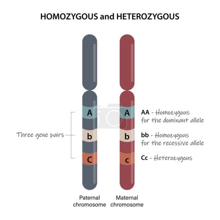 Homozygote et hétérozygote. Une comparaison des chromosomes homologues.