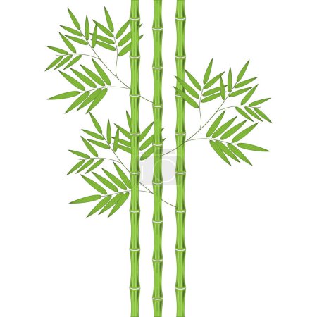 Foto de Brotes de bambú con hojas sobre un fondo blanco - Imagen libre de derechos