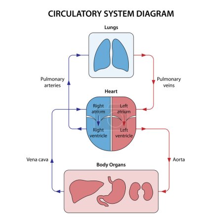 Foto de Diagrama del sistema circulatorio etiquetado - Imagen libre de derechos