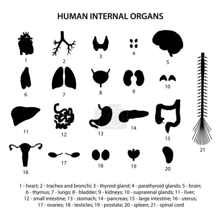 Foto de Siluetas negras órganos humanos internos. Set de iconos. - Imagen libre de derechos