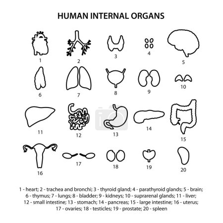Foto de 20 Iconos de órganos internos humanos - Imagen libre de derechos