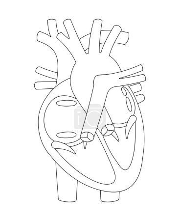 Struktur des menschlichen Herzens. Schwarz-Weiß-Illustration (Umriss).