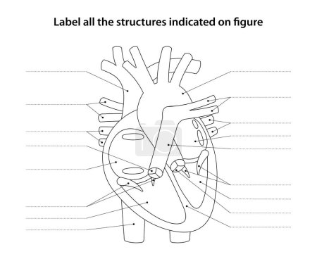 Photo for Human Anatomy Worksheet. Label all the structures indicated on figure. Heart and blood vessels. - Royalty Free Image