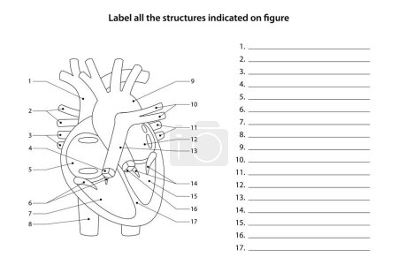 Foto de Hoja de trabajo de anatomía humana. Etiqueta todas las estructuras indicadas en la figura. Corazón y vasos sanguíneos. - Imagen libre de derechos